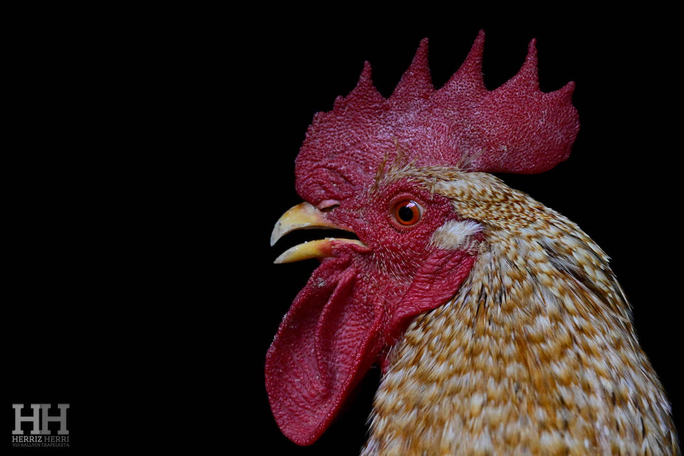 Fotografía del tema A de la colección ganadora del rally fotográfico de  Ataun 2025