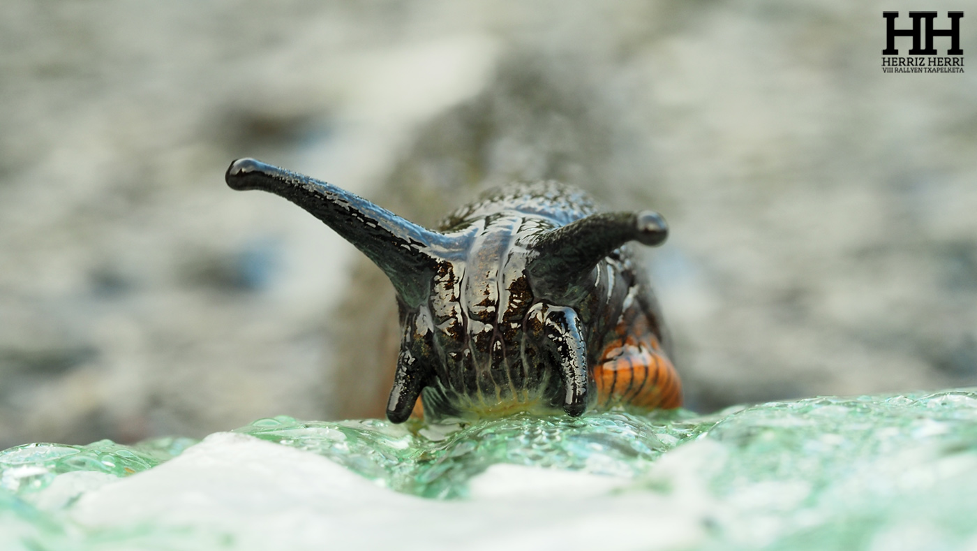 Fotografía del tema A de la tercera colección clasificada del rally fotográfico de  Ataun 2025