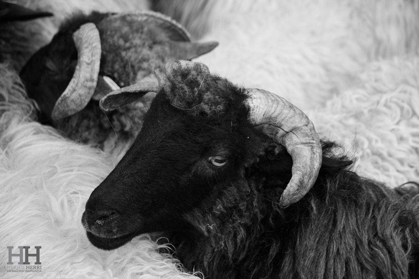 Fotografía del tema B de la colección ganadora del rally fotográfico de Altsasu 2025