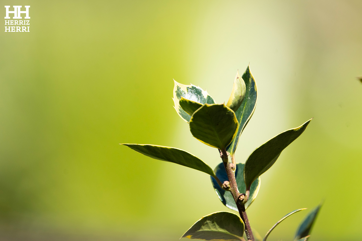 Fotografía del tema C de la segunda colección clasificada del rally fotográfico de Amorebieta 2026