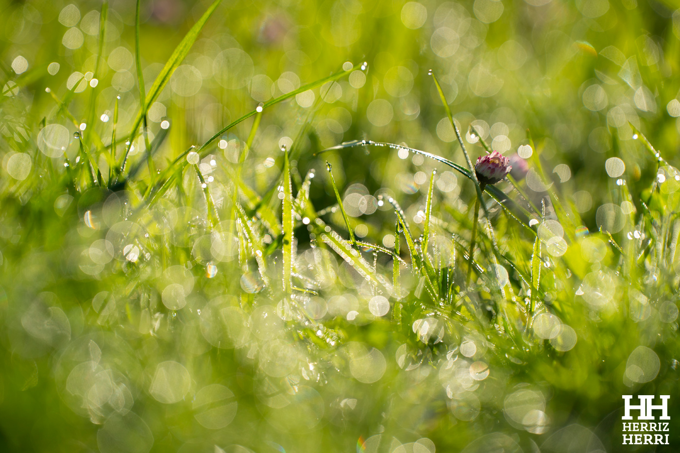 Fotografía del tema C de la mejor colección de local no premiado de Amorebieta 2026