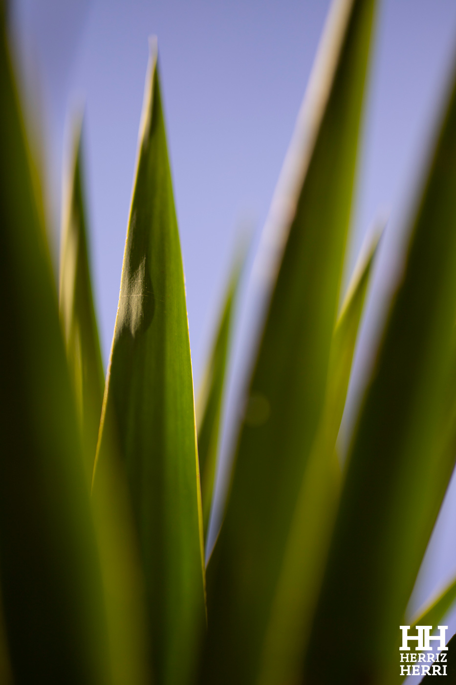 Fotografía del tema C de la mejor colección de local no premiado de Amorebieta 2026